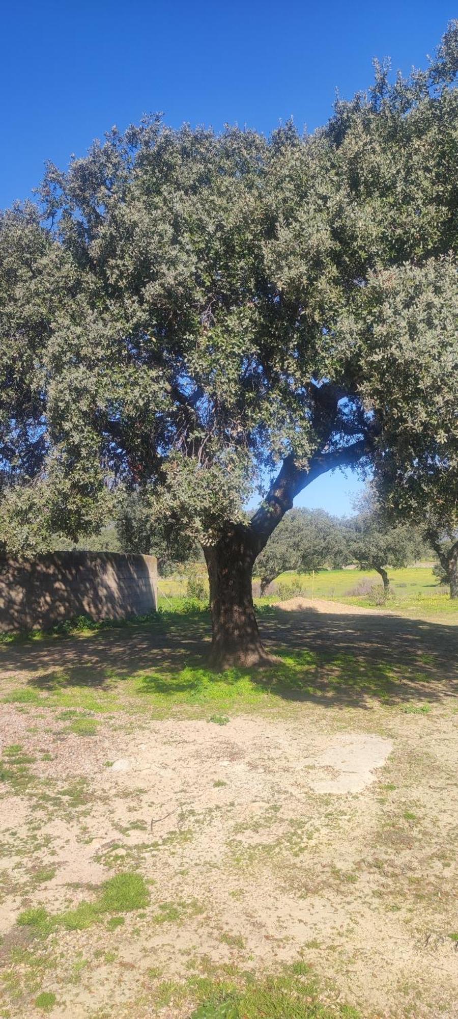 Finca Las Gamitas Almoharin المظهر الخارجي الصورة